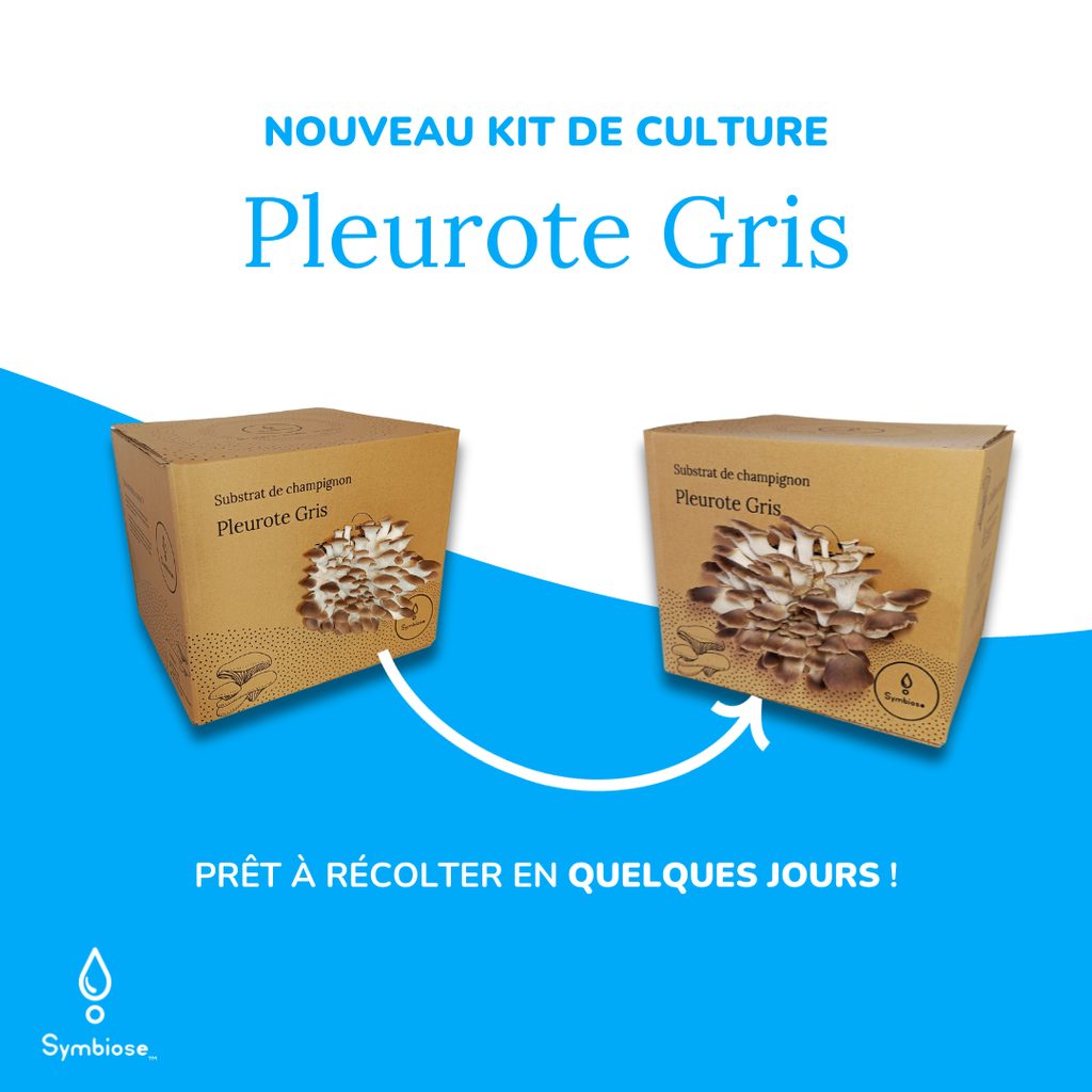 Kit DIY Pleurote gris