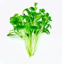 Coriander seeds (40g)