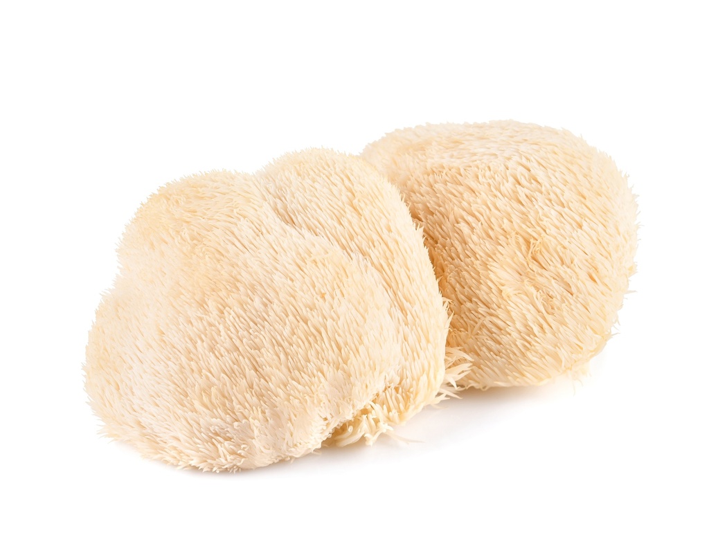 Lion's Mane en poudre (30g)