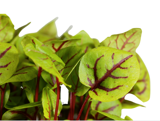 Red sorrel seeds (15g)