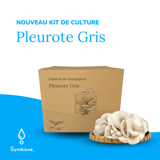 Kit DIY Pleurote gris